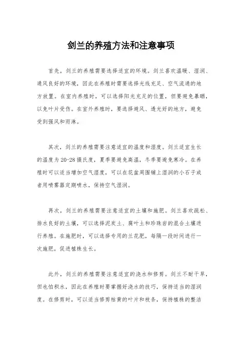 剑兰的养殖方法和注意事项