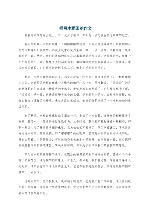 描写水稻田的作文