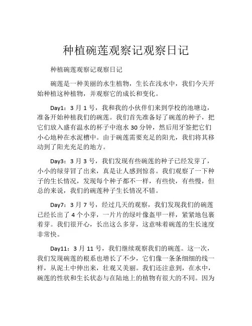 种植碗莲观察记观察日记