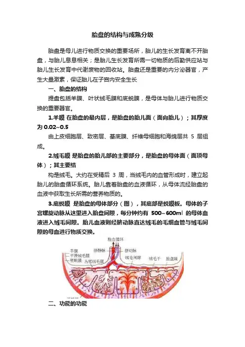 胎盘的结构与成熟分级