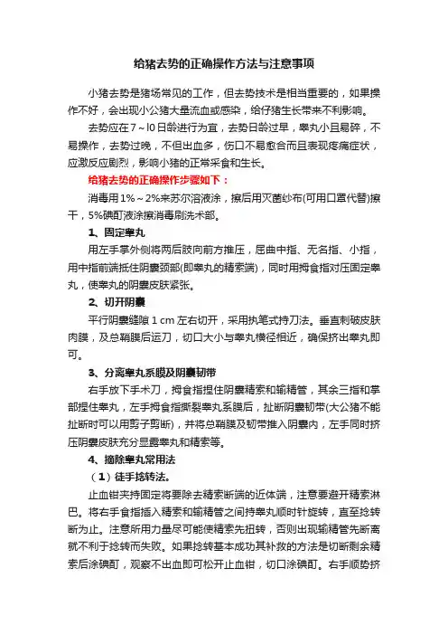 给猪去势的正确操作方法与注意事项