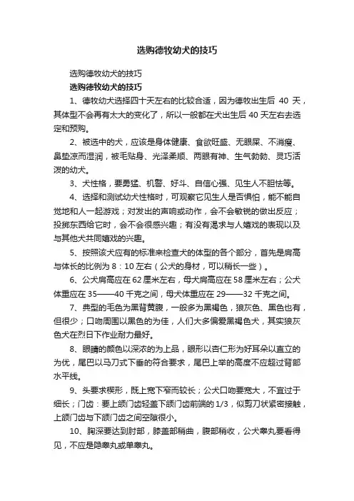 选购德牧幼犬的技巧