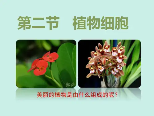 人教版七年级生物上册第2单元第1章 第2节  植物细胞  课件