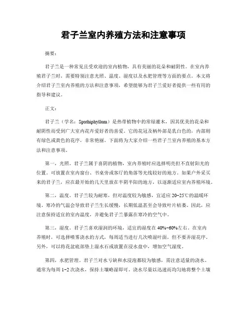 君子兰室内养殖方法和注意事项