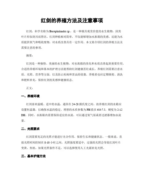 红剑的养殖方法及注意事项