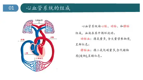 心脏的基本解剖 ppt课件
