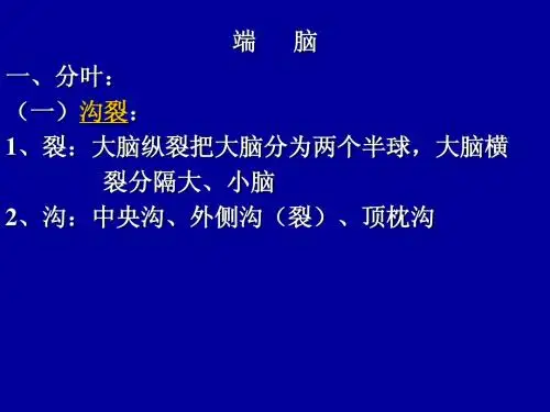 端脑.ppt