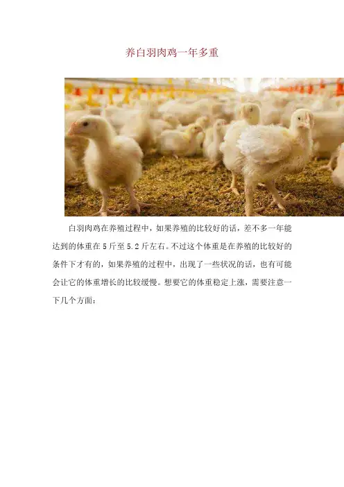 养白羽肉鸡一年多重