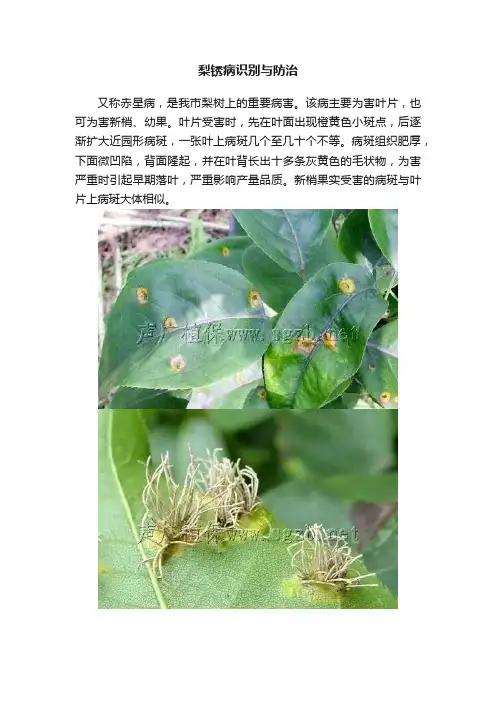 梨锈病识别与防治