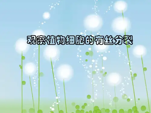 植物细胞有丝分裂的观察PPT教学课件