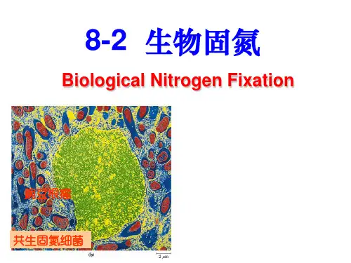 chapter 8-2 生物固氮