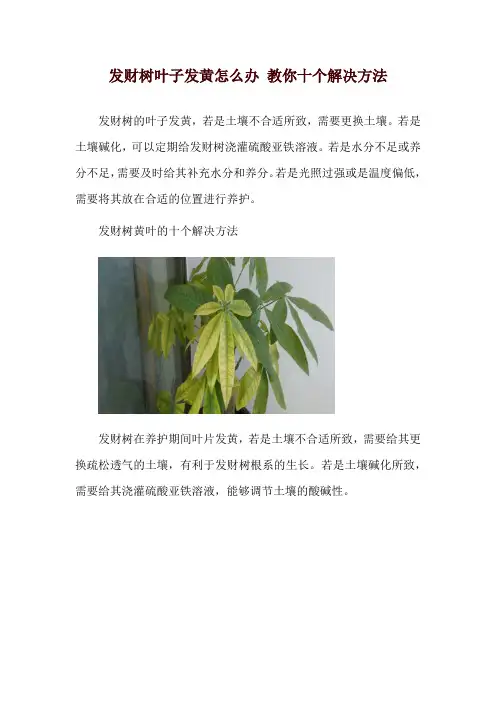 发财树叶子发黄怎么办 教你十个解决方法