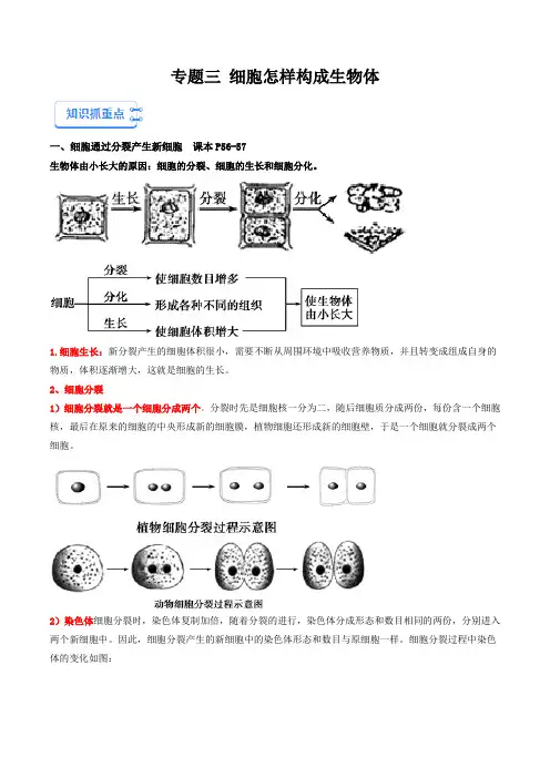 专题03细胞怎样构成生物体-备战2024年中考生物一轮复习抓重点考典型(原卷版)