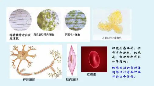 第一章第四节 细胞的生活【课件】