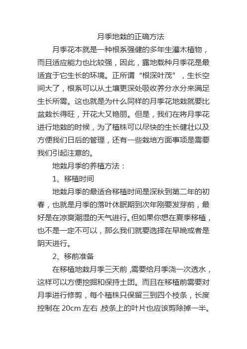 月季地栽的正确方法