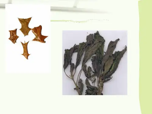 花类中药鉴定