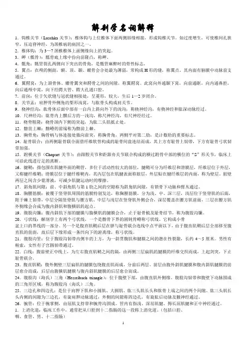 解剖学名词解释