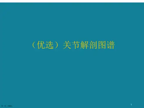 关节解剖图谱ppt详解.