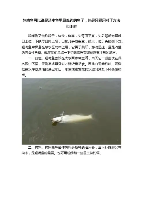 翘嘴鱼可以说是淡水鱼里最难钓的鱼了，但是只要用对了方法也不难