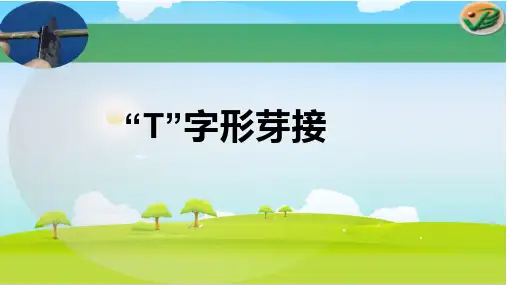 T字形芽接 (2)