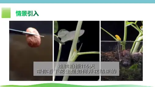 人教版生物七年级上册1.3.3《植物体的结构层次》课件