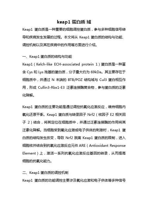 keap1 蛋白质 域
