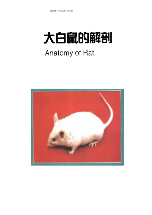 [超详细]大鼠的解剖图谱