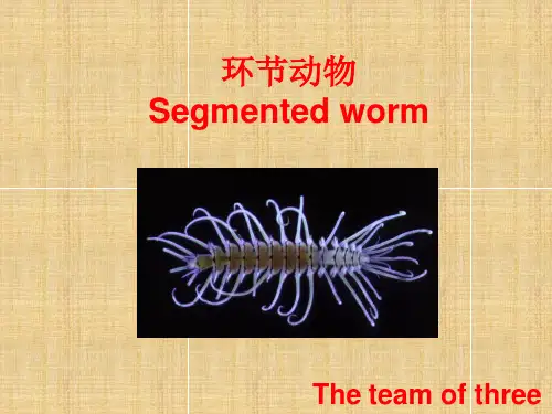 环节动物