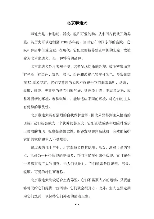 北京泰迪犬