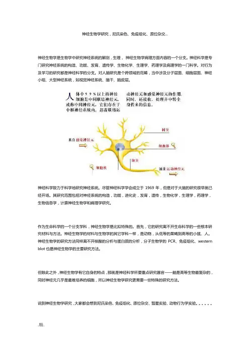 论述神经生物学研究-尼氏染色、免疫组化、原位杂交...