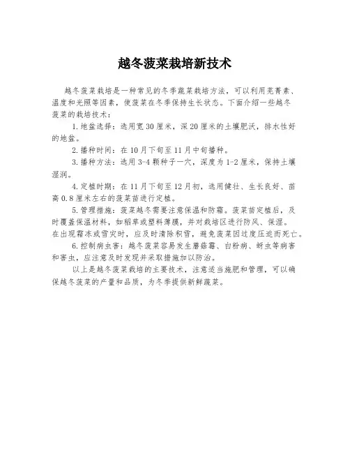 越冬菠菜栽培新技术