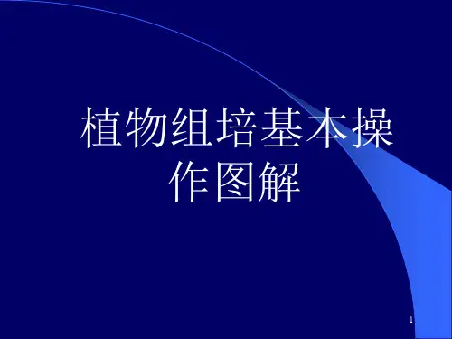 植物组织培养基本操作图解ppt课件