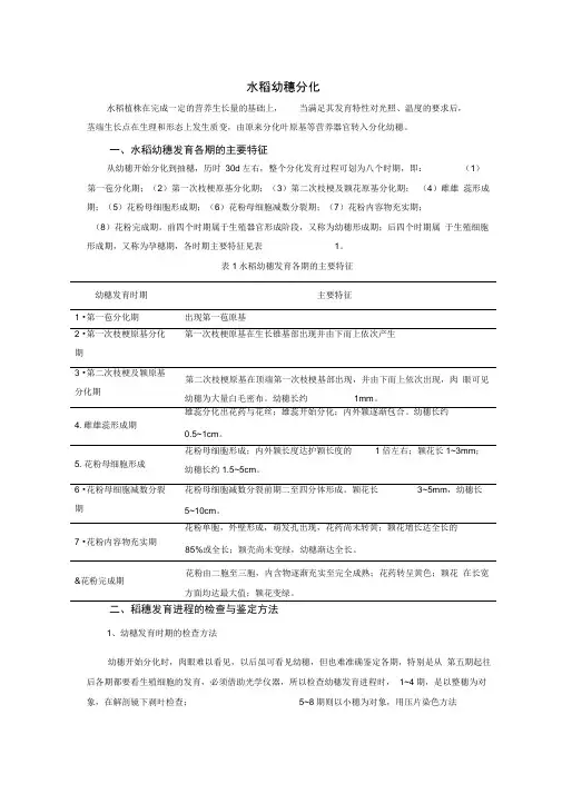水稻幼穗分化