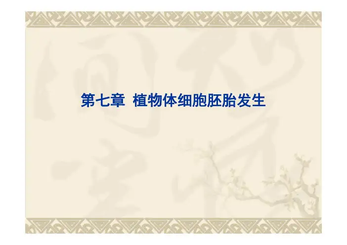 体细胞胚胎发生
