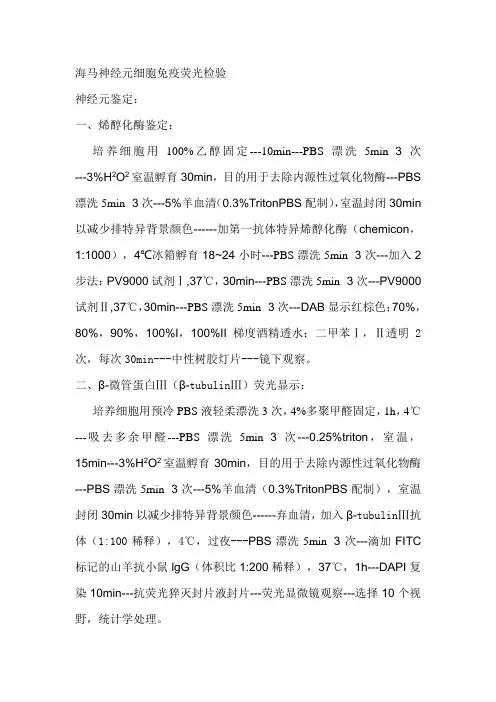 海马神经元细胞免疫荧光检验