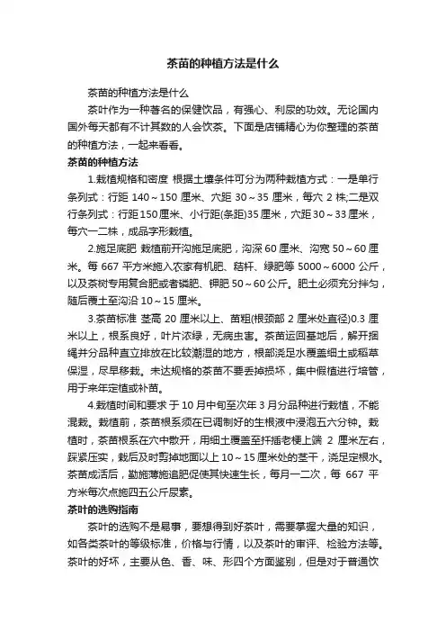 茶苗的种植方法是什么