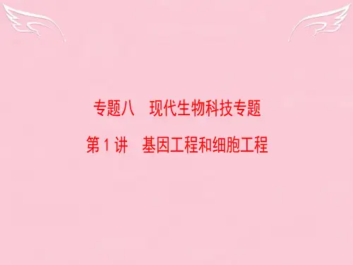 高考生物二轮复习 第1部分 专题8 第1讲 基因工程和细胞工程课件