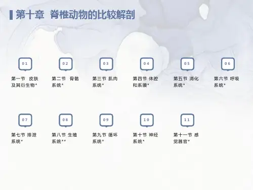 各纲比较解剖