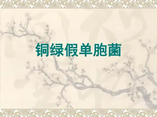 铜绿假单胞菌