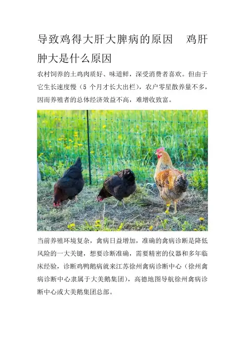 导致鸡得大肝大脾病的原因鸡肝肿大是什么原因
