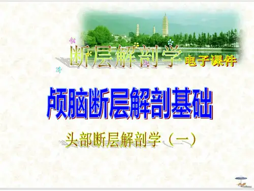 2.头部(颅脑断层解剖基础)-断层