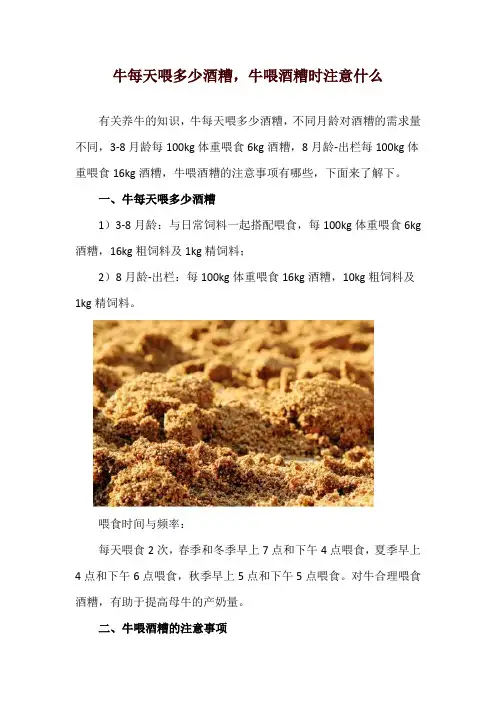 牛每天喂多少酒糟,牛喂酒糟时注意什么