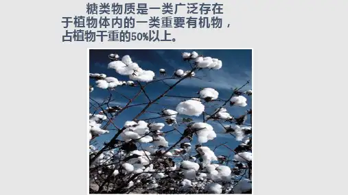 基础生物化学PPT课件