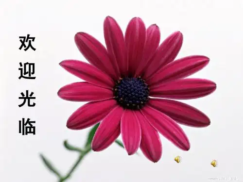 初中作文妙笔生花话开头——议论文如何提出观点ppt
