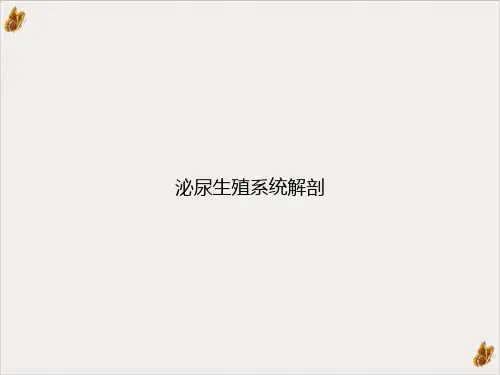 泌尿生殖系统解剖PPT课件
