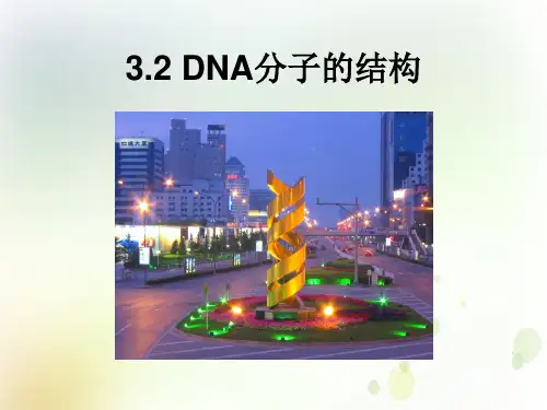 (新教材)高中生物《DNA的结构》精品课件人教版1