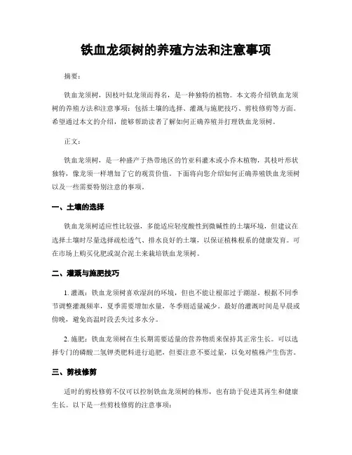 铁血龙须树的养殖方法和注意事项