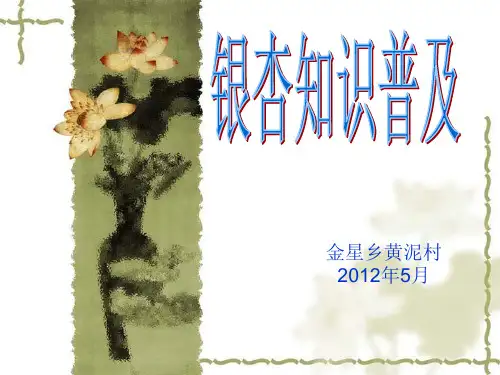 银杏知识普及PPT课件