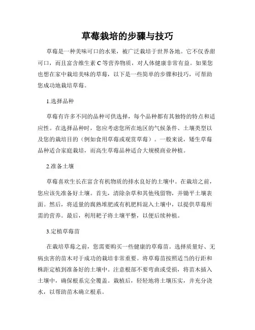 草莓栽培的步骤与技巧