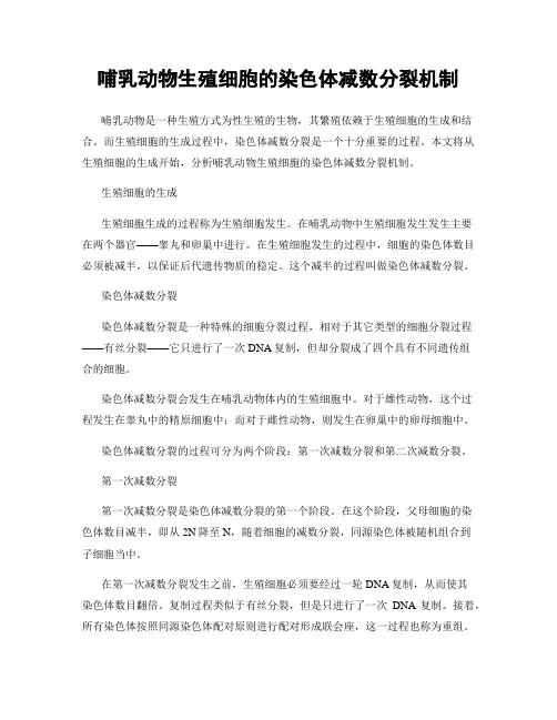 哺乳动物生殖细胞的染色体减数分裂机制